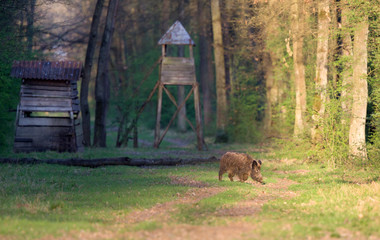 Wild boar in forest