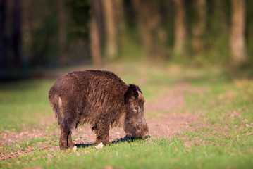 Wild boar in forest