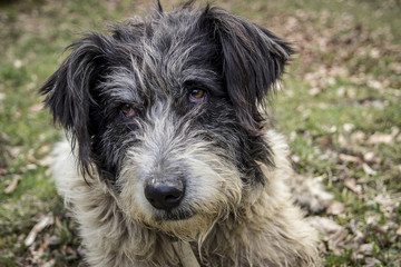 Portrait of romanian mioritic sheepdog over nature background