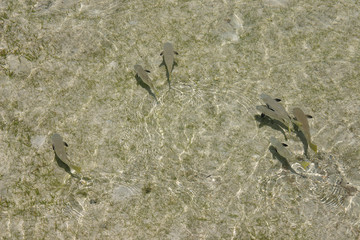 Fische am Great Barrier Reef