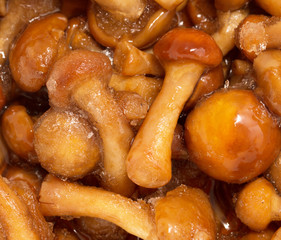 masljata as background macro