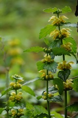 ツルオドリコソウ