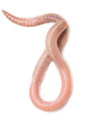 worm on a white background