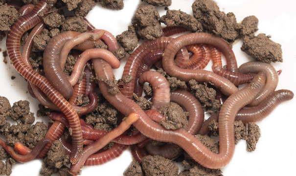a bunch of worms to the earth on a white background