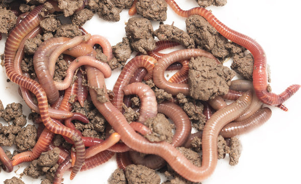 a bunch of worms to the earth on a white background