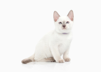 Obraz premium Cat. Thai kitten on white background