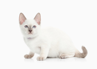 Fototapeta na wymiar Cat. Thai kitten on white background