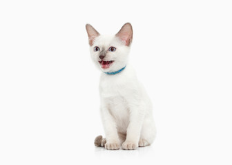 Cat. Thai kitten on white background