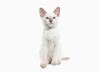 Cat. Thai kitten on white background