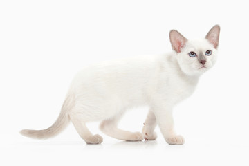 Cat. Thai kitten on white background