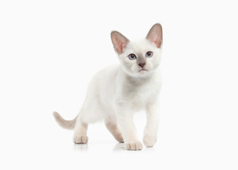 Cat. Thai kitten on white background