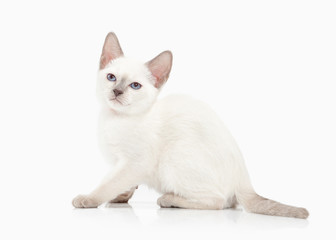 Cat. Thai kitten on white background