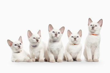 Fototapeta na wymiar Cat. Several thai kittens on white background