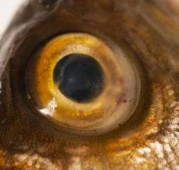 fisheye macro