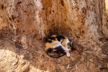 cat sleeping in the cavity of the olive tree, Morocco