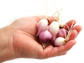 small red onions in the palm