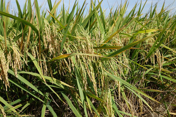 Paddy field