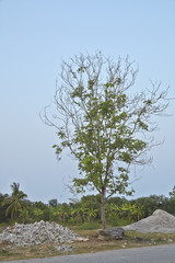 tree Bladeless During the dry