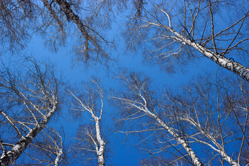 the tops of the birch trees against of the blue sky in spring
