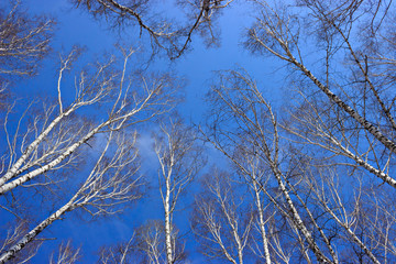 looking at the sky in the spring birch wood