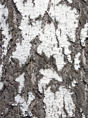 Close up texture of bark of a birch