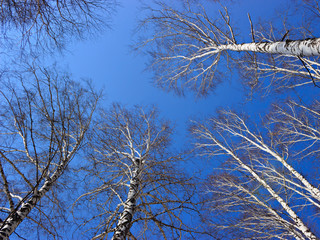 The tops of the birch trees against of the sky in spring