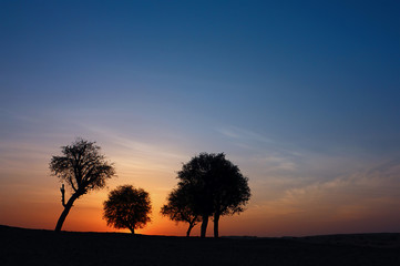 Fototapeta na wymiar Beautiful tree landscape in Dubai desert, UAE