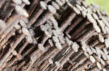 Rusty nails