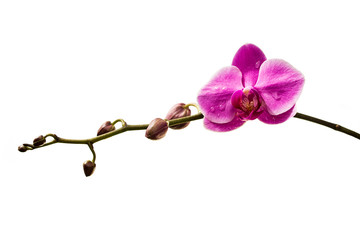 Obraz na płótnie Canvas Orchid isolated