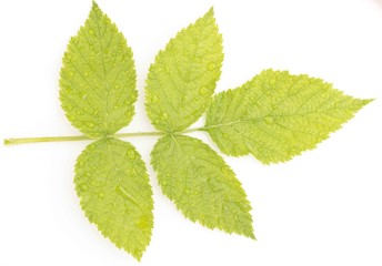 raspberry leaf on a white background