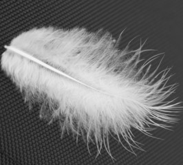 white feather on a black background close-up