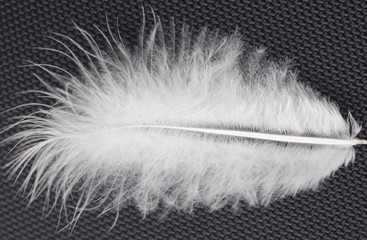 white feather on a black background