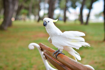 White Parrot - Sulphur-crested cockatoo - Cacatua galerita on a