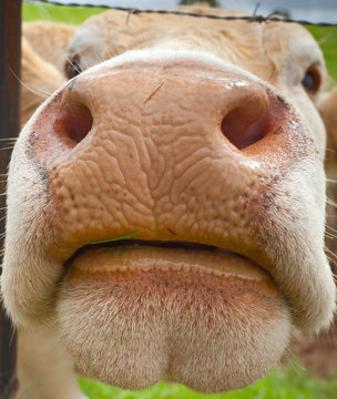 mufle de vache