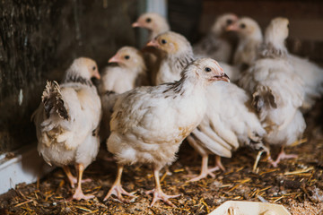 Eating hens near coop