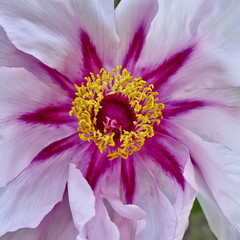 Obrazy na Plexi  żywy różowy kwiat piwonii zbliżenie