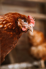 chickens in the coop