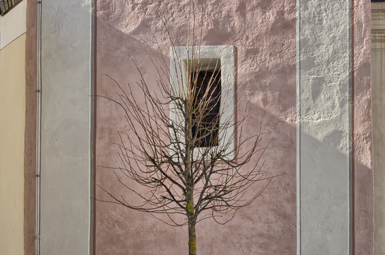 Bare tree in front of white bordered square window