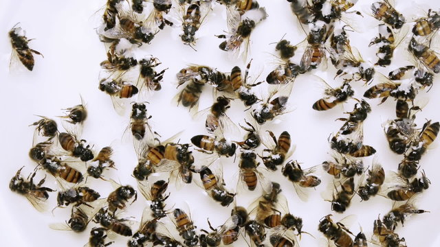 Dead Bees Colony Collapse Disorder