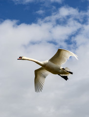 Mute Swan coming into land