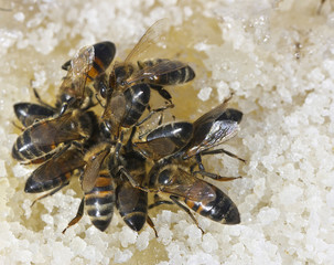 Bees eat honey.