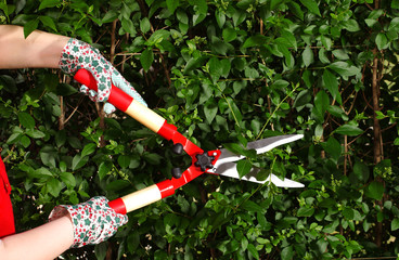 Gardening,woman working in the garden with a pair of scissors