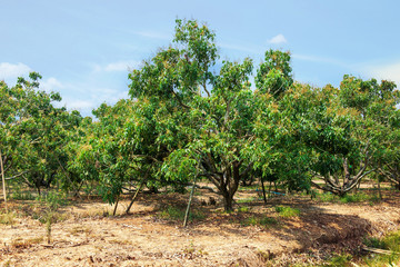Fototapeta na wymiar Longan orchards -Tropical fruits longan in Thailand