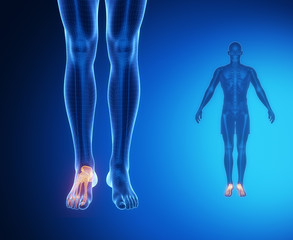 ANKLE bone anatomy x-ray scan