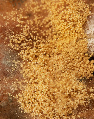mold on bread
