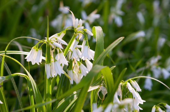 Fiore di campo