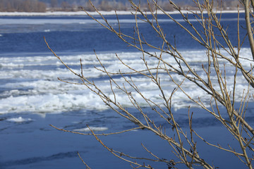 Fototapeta premium branches with swollen buds in early spring