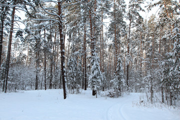 Winter Pine Forest