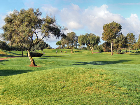 Fresh sunny morning on a golf course