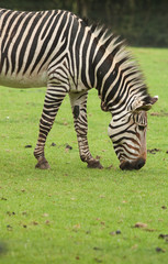 Fototapeta na wymiar Grazing Zebra 9578